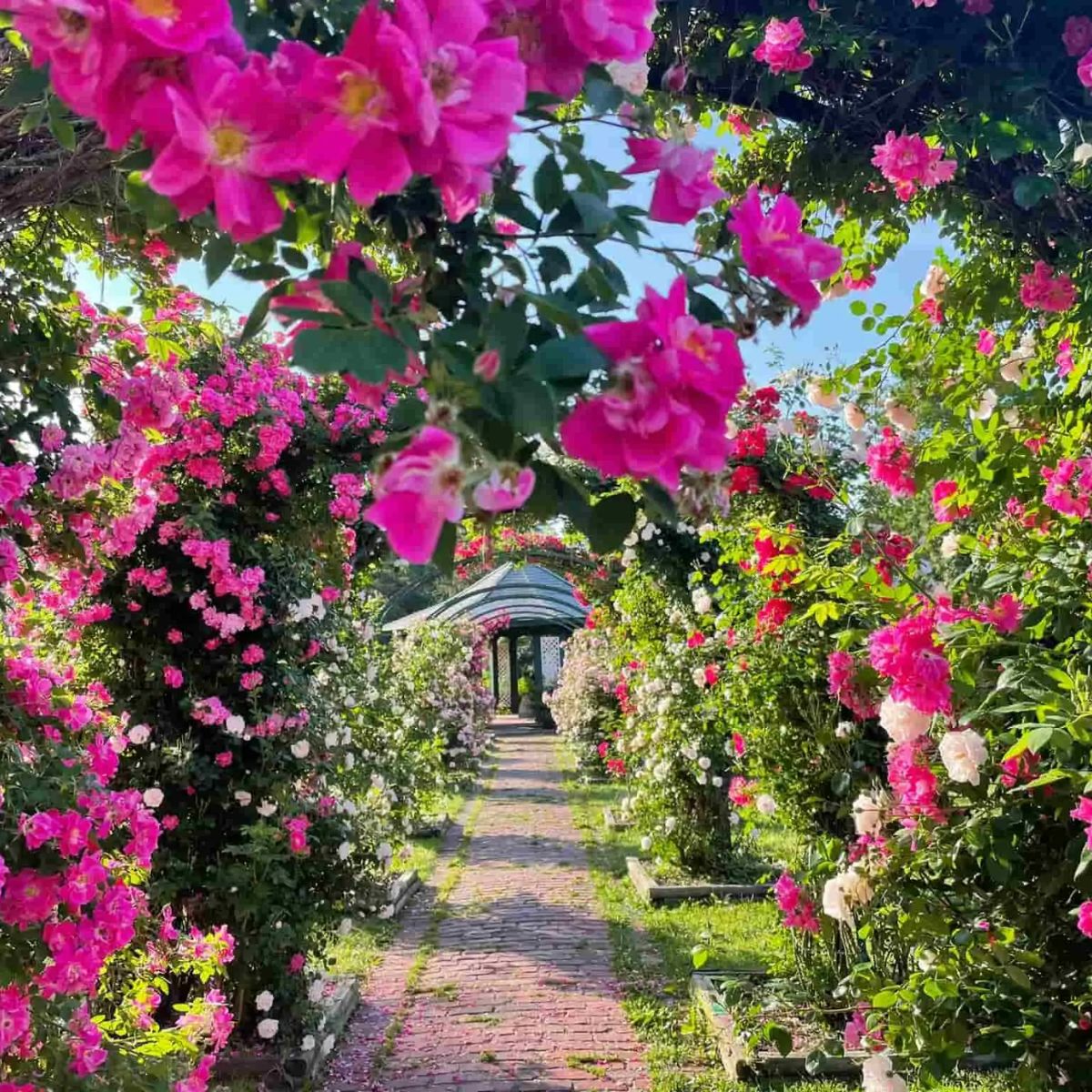 Most Beautiful Rose Gardens In The USA